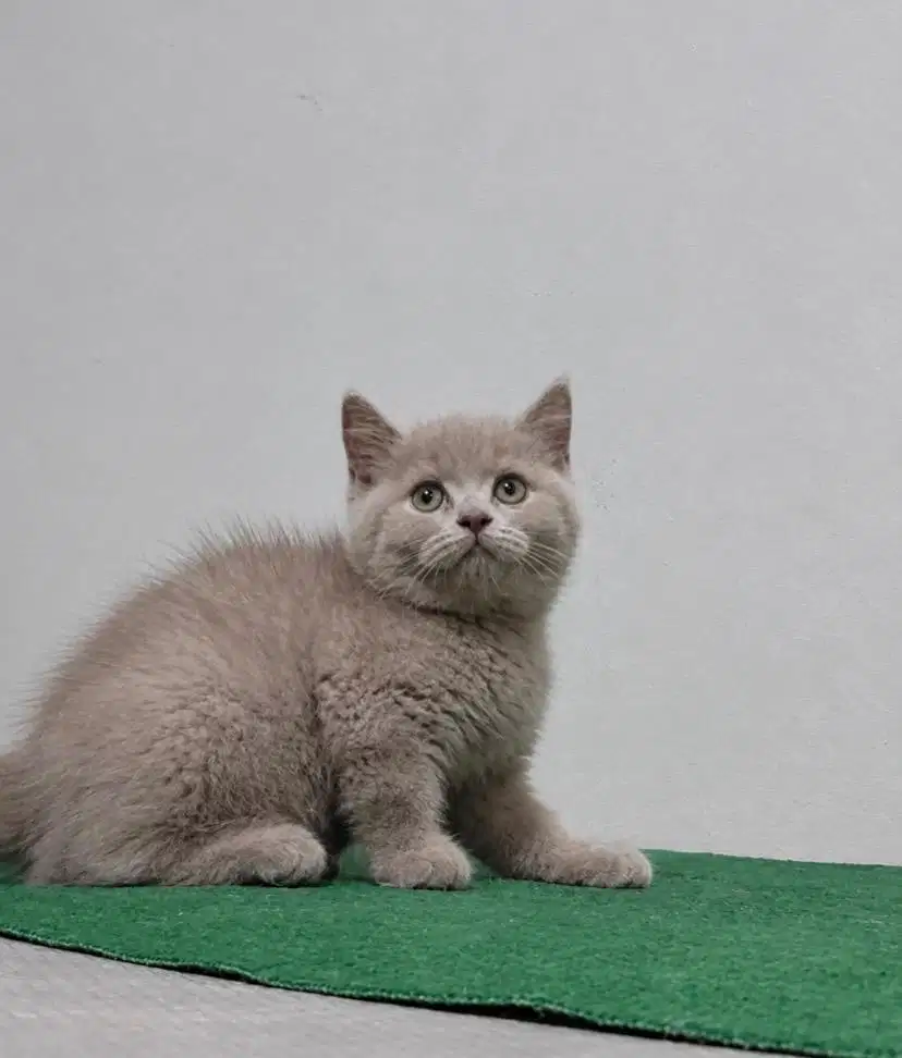 Kucing Bsh british short hair lilac Jantan