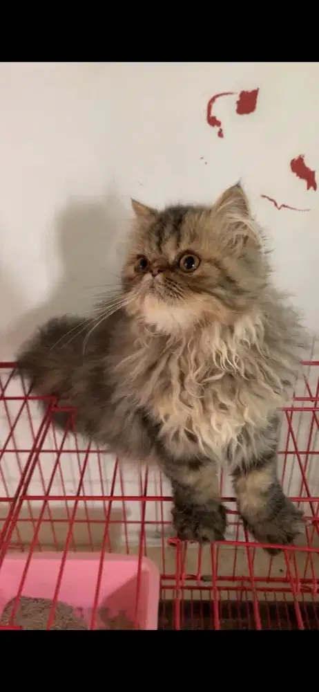 Kucing Peaknose Persia