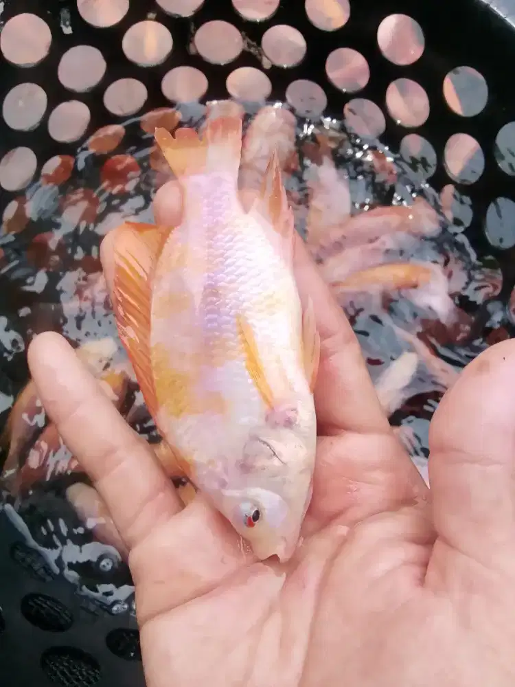 Bibit ikan nila Bangkok/monosex