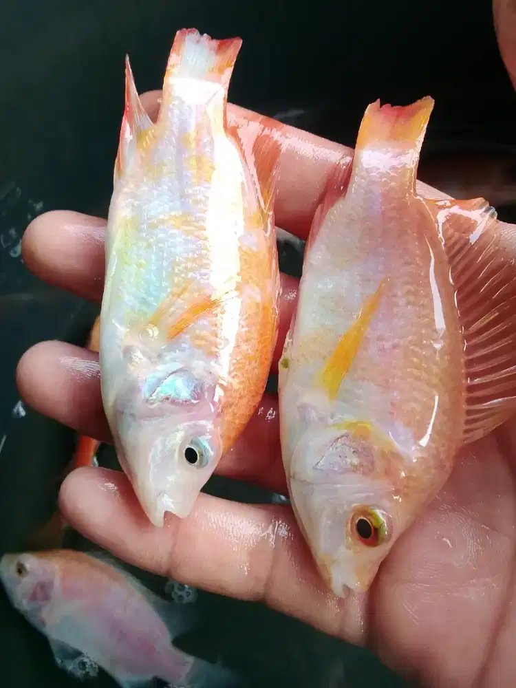 Bibit ikan nila monosex/Bangkok 2 jari up