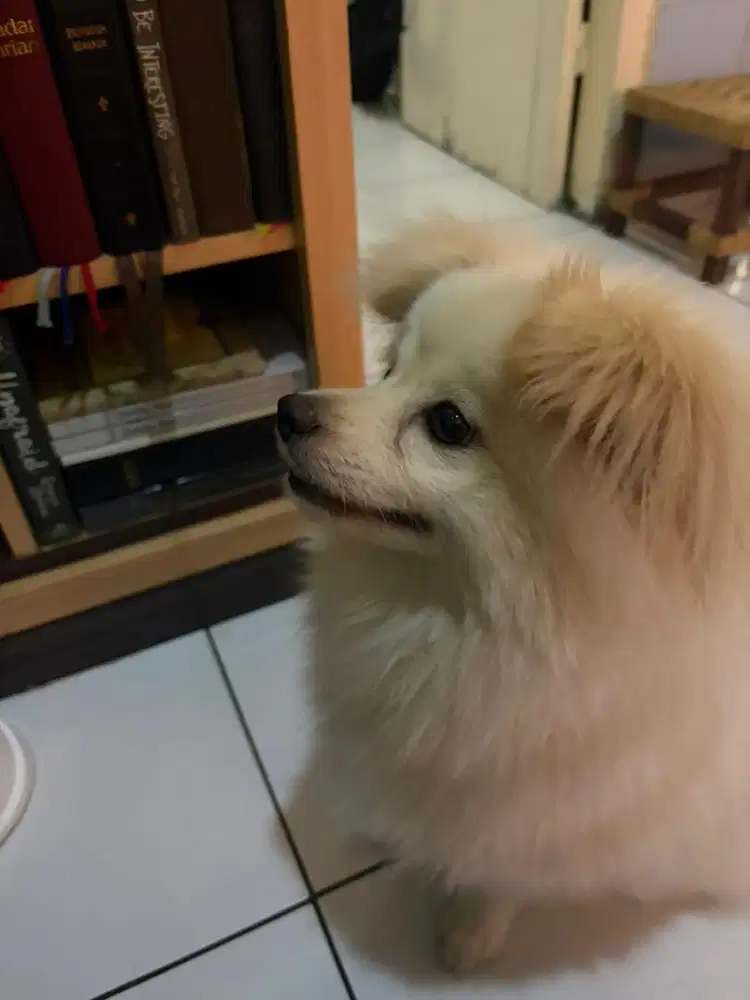 anjing pomeranian