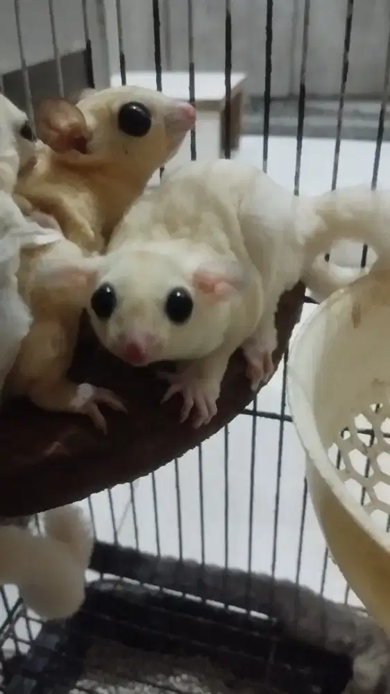 Anak Sugar glider
