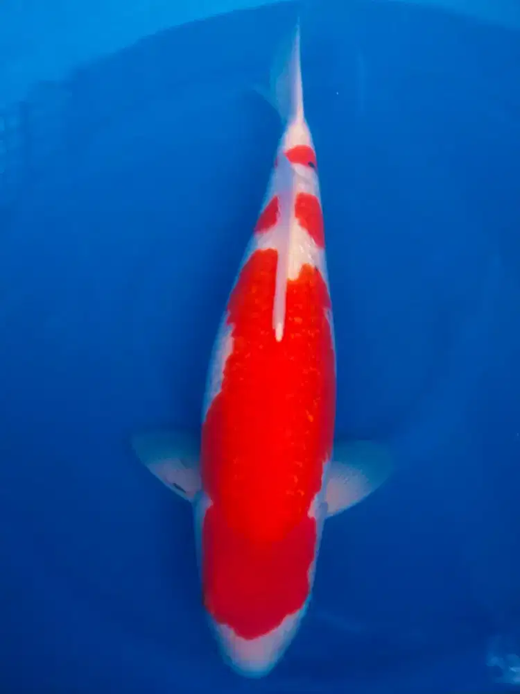 Koi Kohaku momotaro
