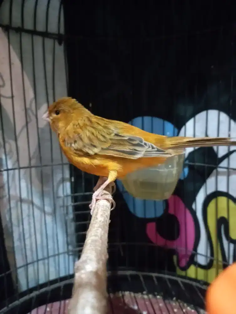 Burung kenari Gacor dor siang malam bunyi