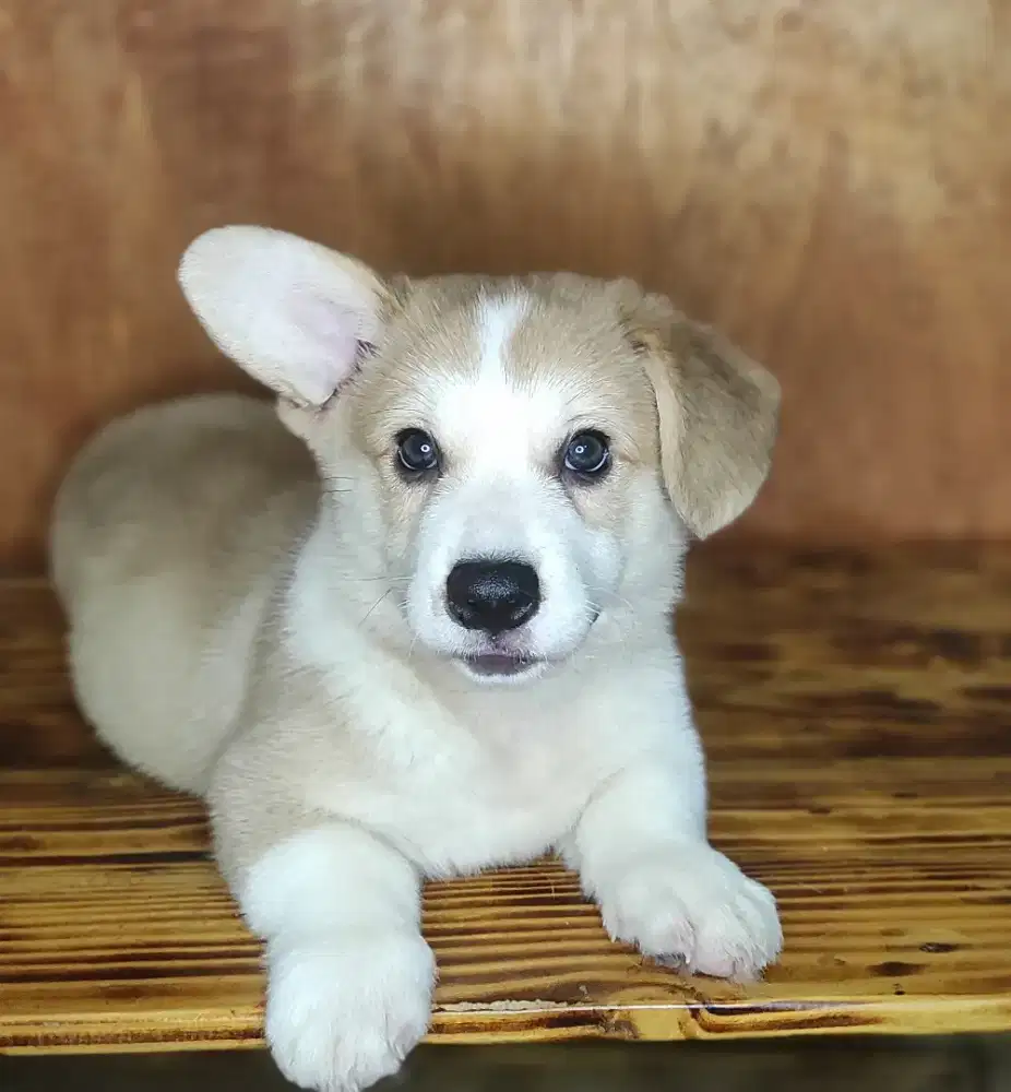 Corgi Puppies Super Lucu & Lincah