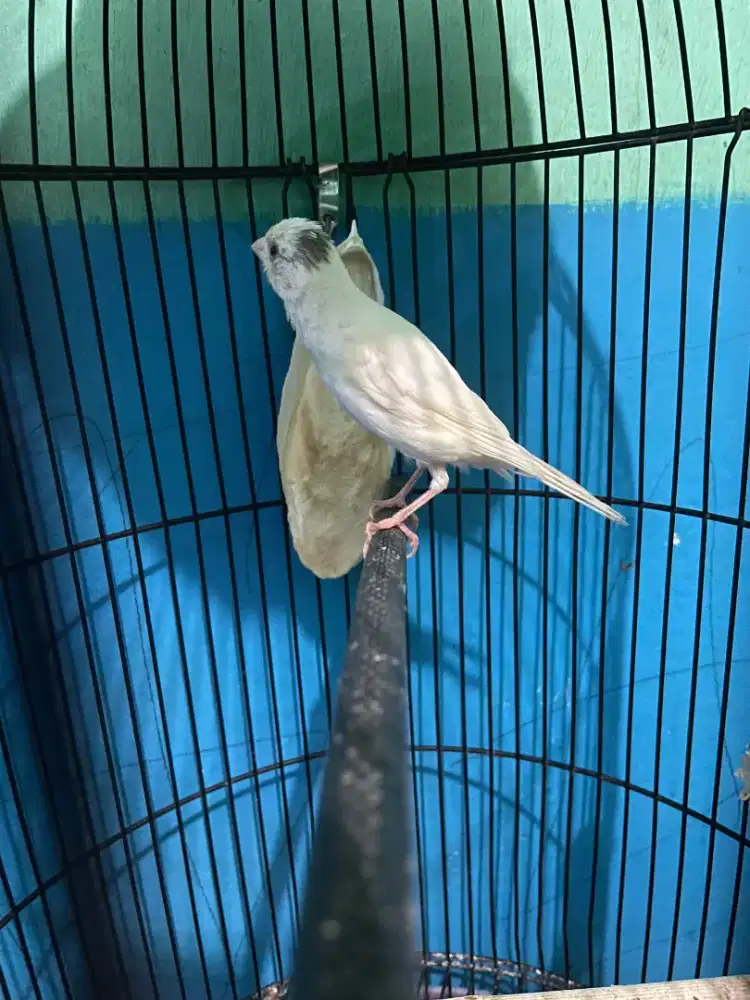 Burung kenari putih rajin nyusun lagu