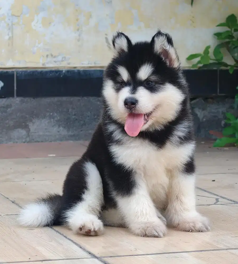 Alaskan Malamute Jantan Betina Stamboom