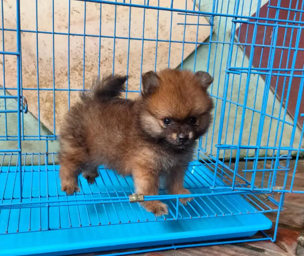 Mini Pom Jantan 1,5 bln Non Stamboom
