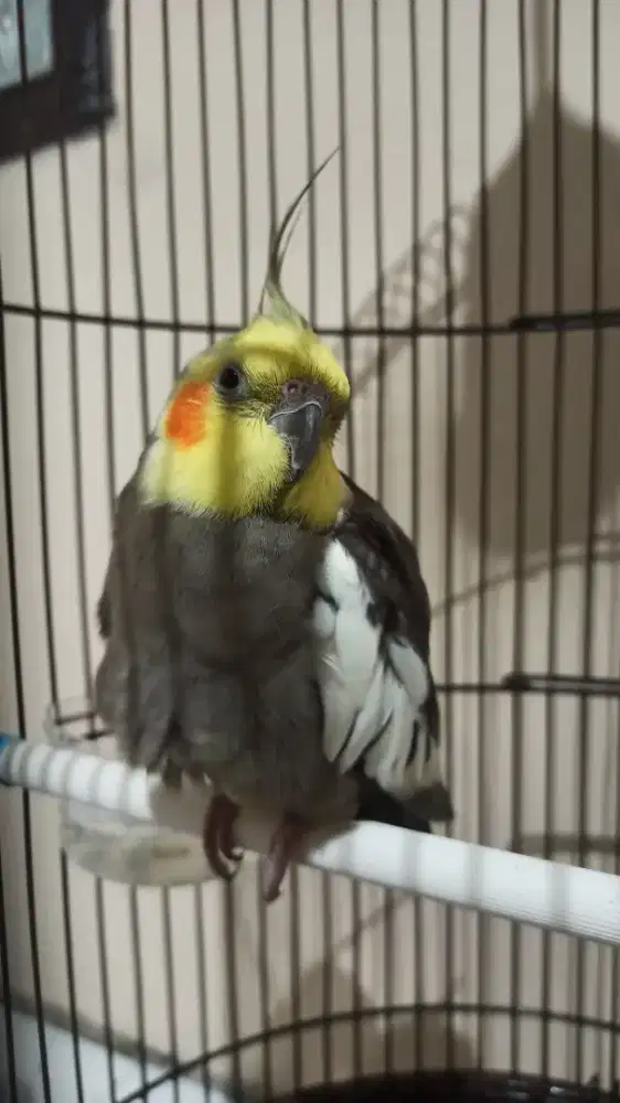 Burung falk dan kandangnya