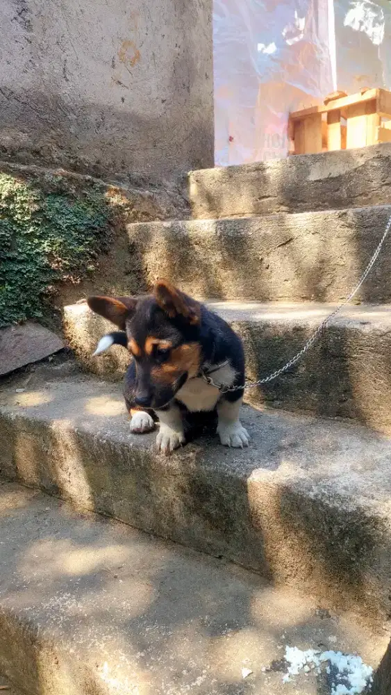 Puppy Corgi Mix