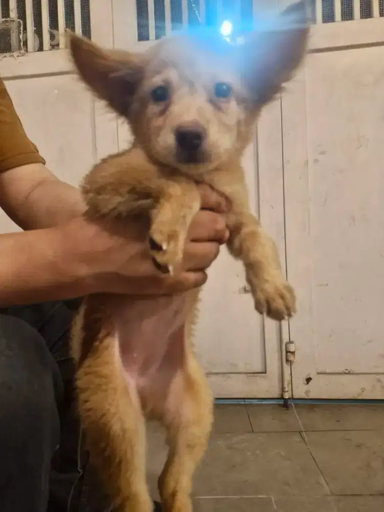Anjing kintamani