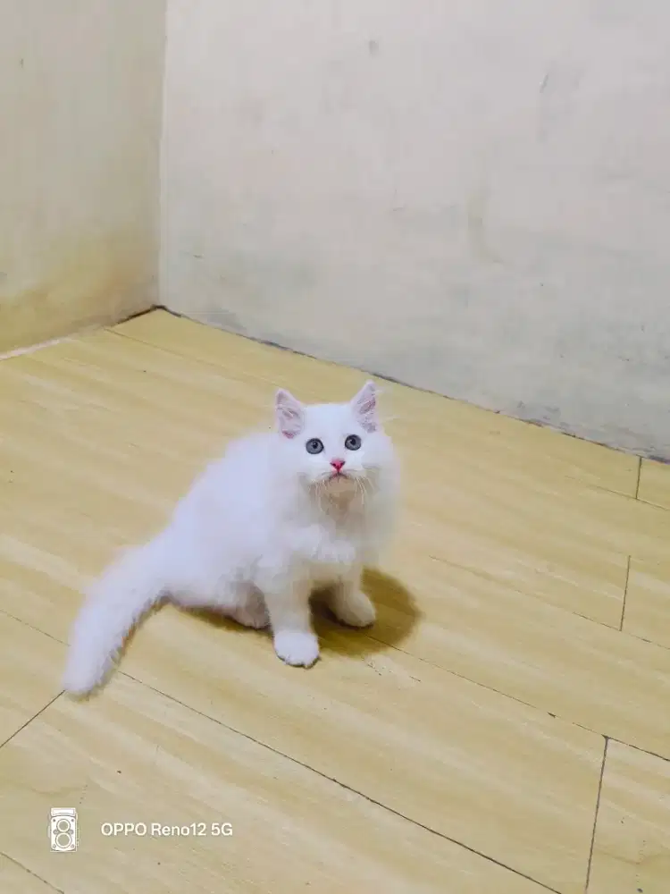 Kitten Persia putih solid jantan