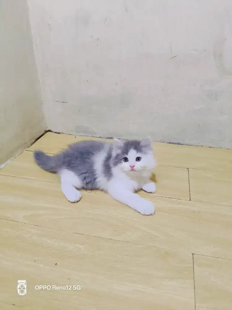 Kitten Persia abu putih jantan