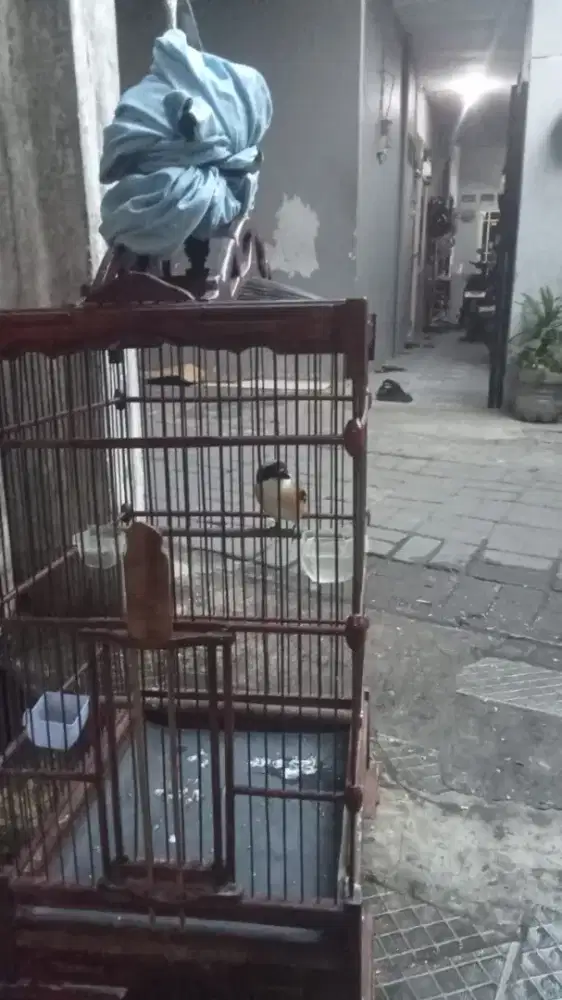 burung pentet rawatan
