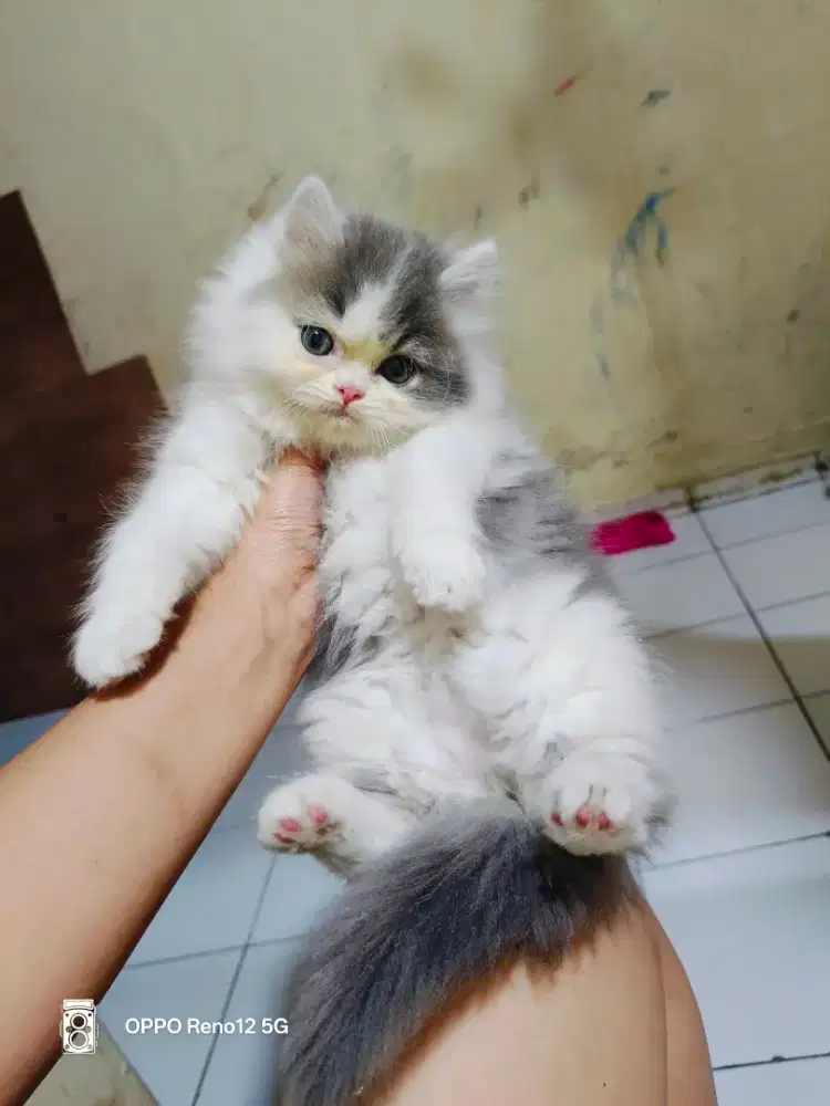 Kitten Persia abu putih betina