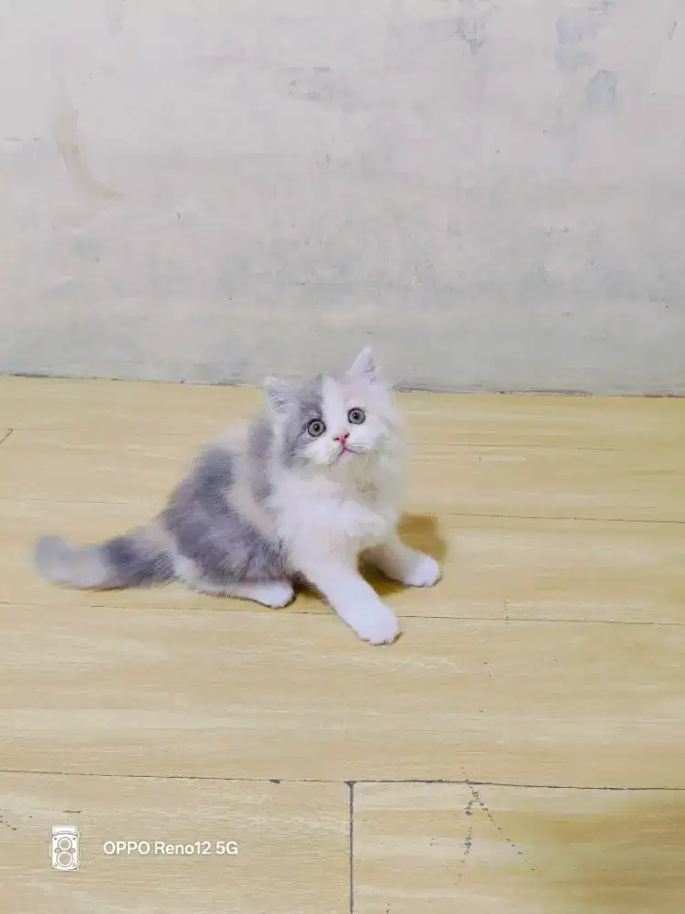 Kitten Persia calico