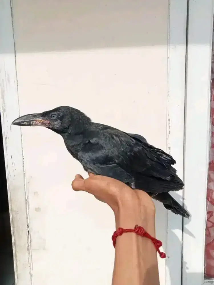Anakan GgkGa0k jinak