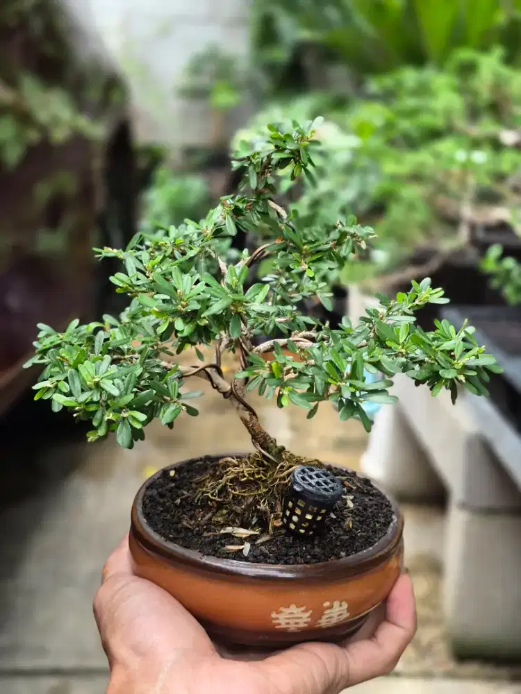 Bonsai Saeng Simbur Vietnam