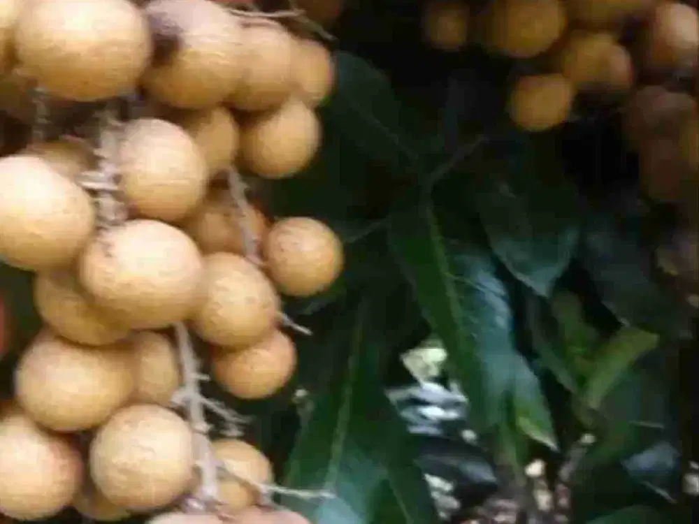 Kebun buah campuran produktif siap panen Di jual murah di bantar gadung sukabumi jawa barat
