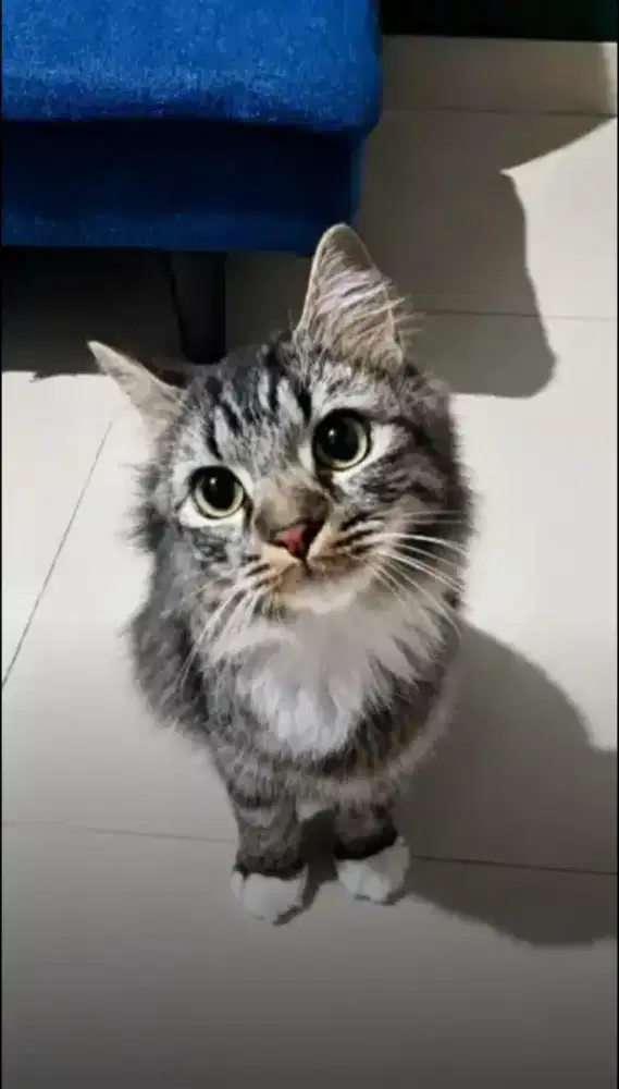 Kucing Persia Betina