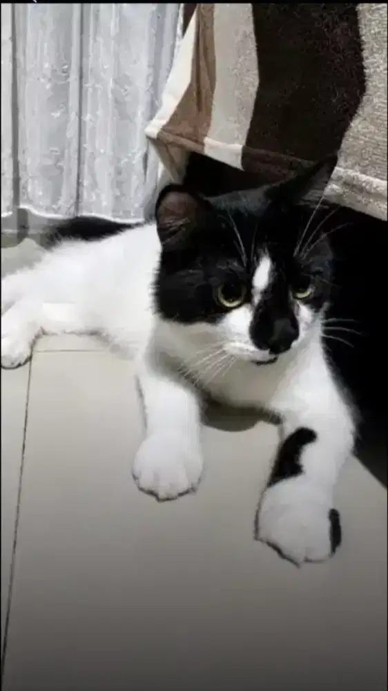 Kucing Betina Persia