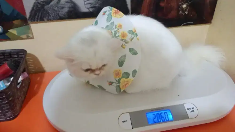 Lepas adopsi persia jantan betina usia 8 bulan