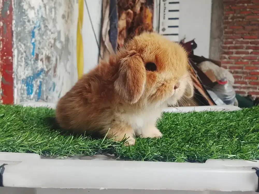 Kelinci holland lop warna orange