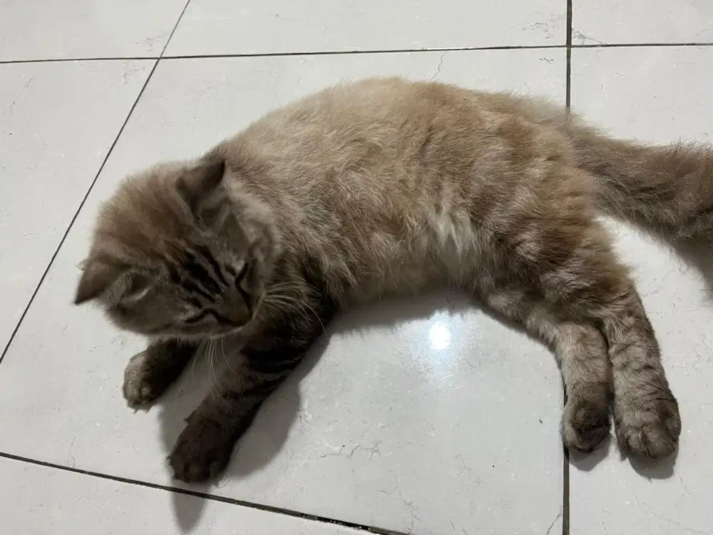 dijual himalayan mata biru
