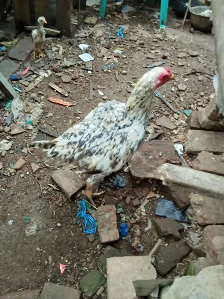 Jual ayam kampung