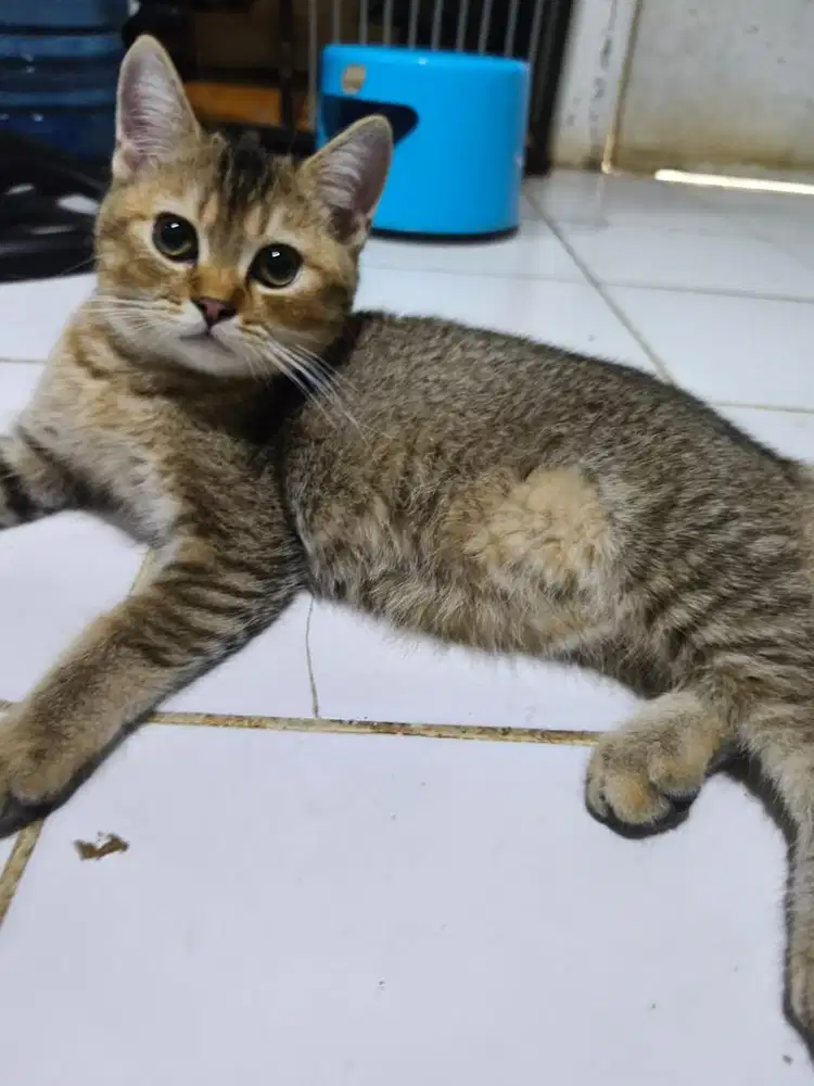 Kucing british shot hair