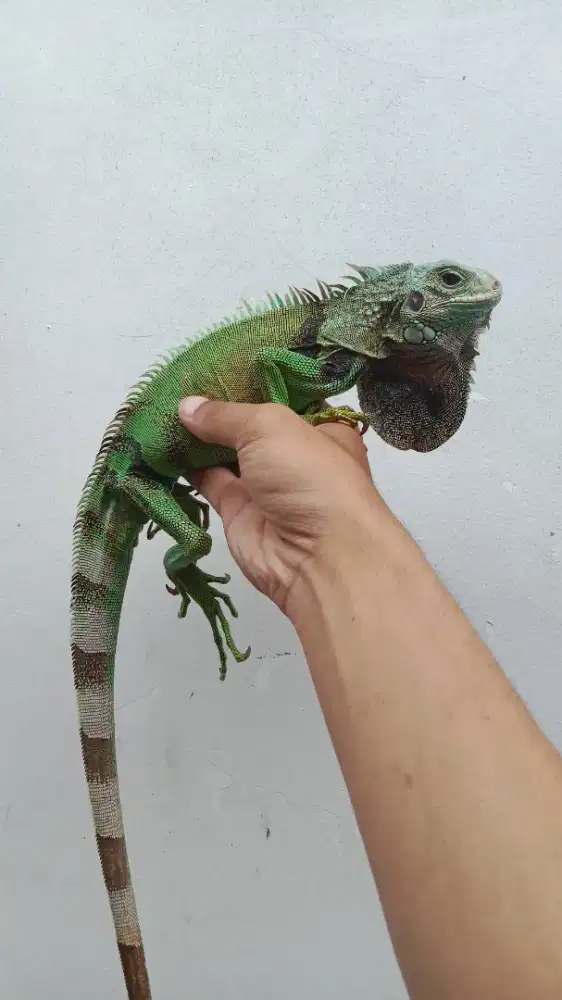 iguana green colom