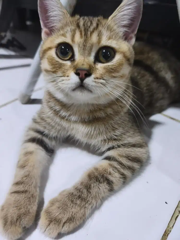 Kucing british shothair