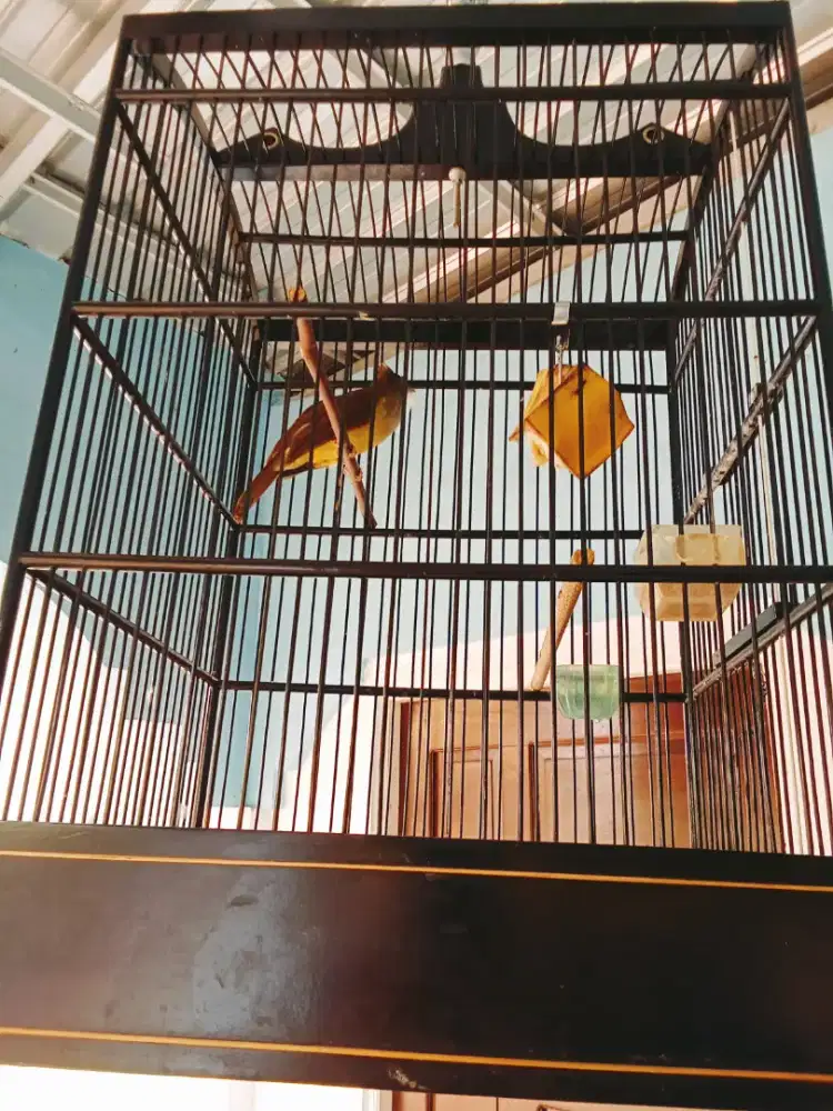 Jengot jawa gacor