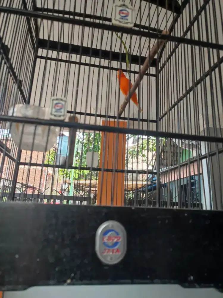 Dijual merlok usia 7 bulan