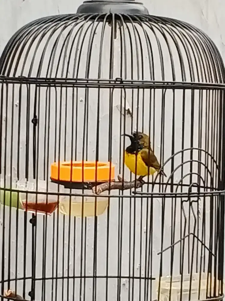 Burung gacor mantap