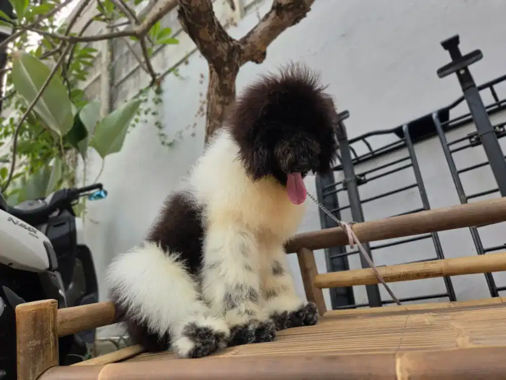 Giant Poodle Party habisin stock aja Buat yang cari pejantan Jumbo