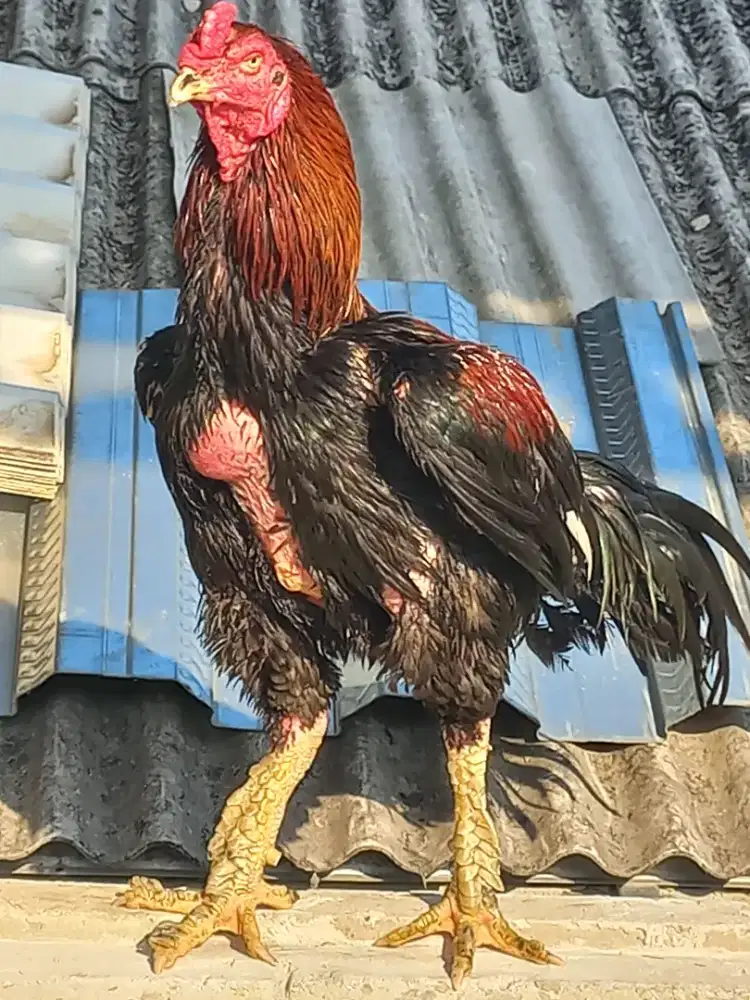 Jual ayam bangkok
