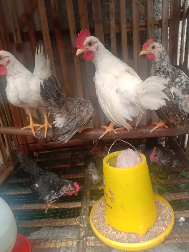 Ayam Kate lucu lucu