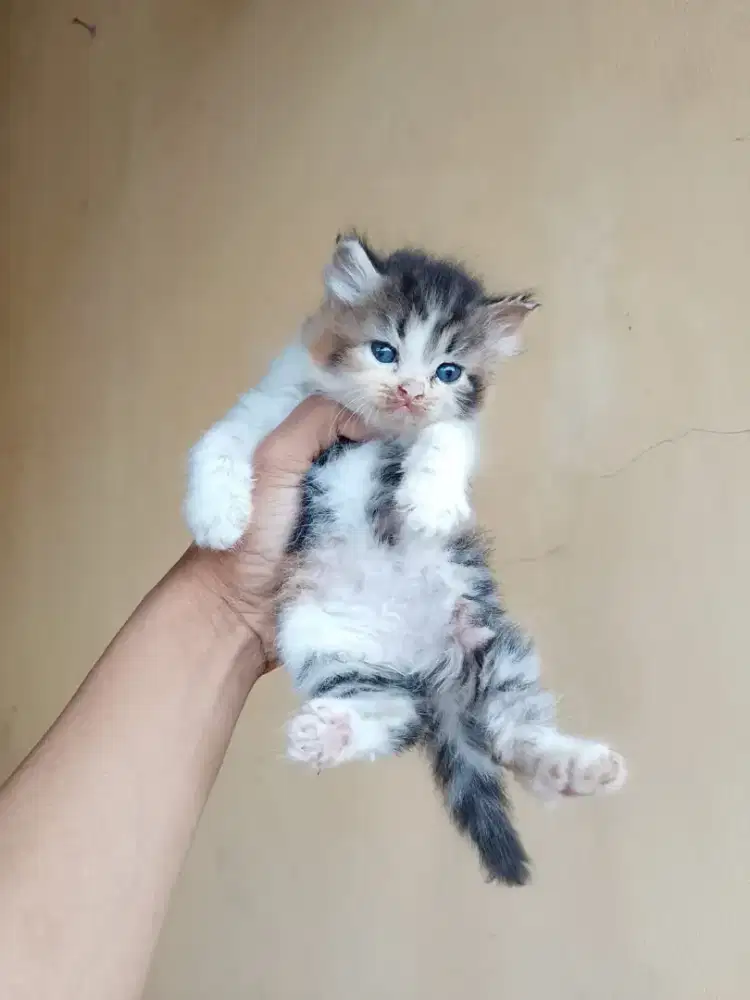Kucing Persia Calico usia 1 bulan