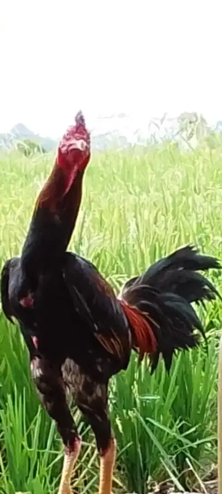 2ekor Ayam jago bangkok