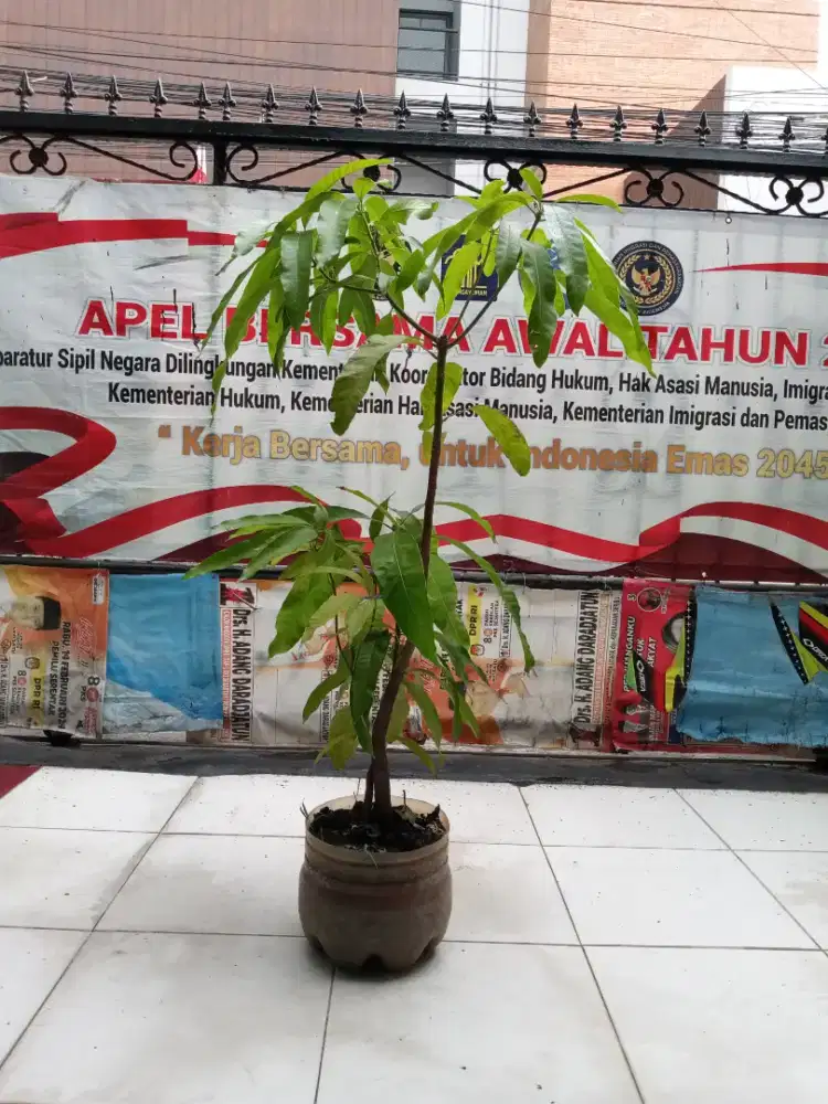Pohon Mangga Okhyong