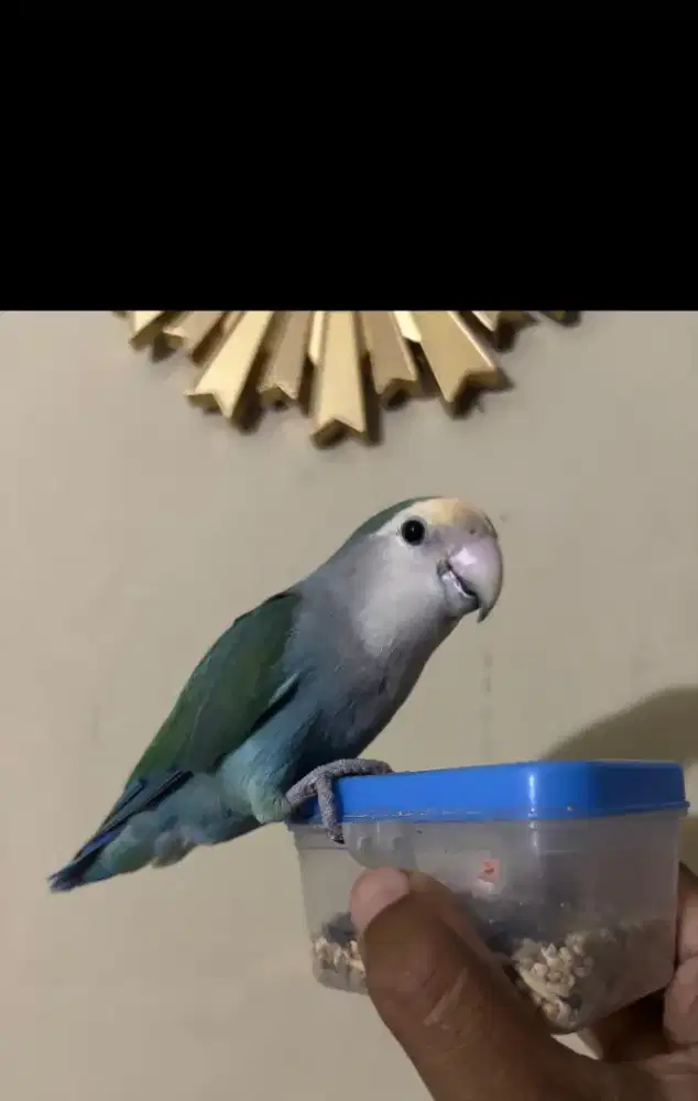 Love Bird Skill FTM