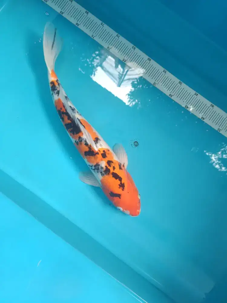 Ikan koi Sanke 51 cm jumbo Murmer lokal Blitar