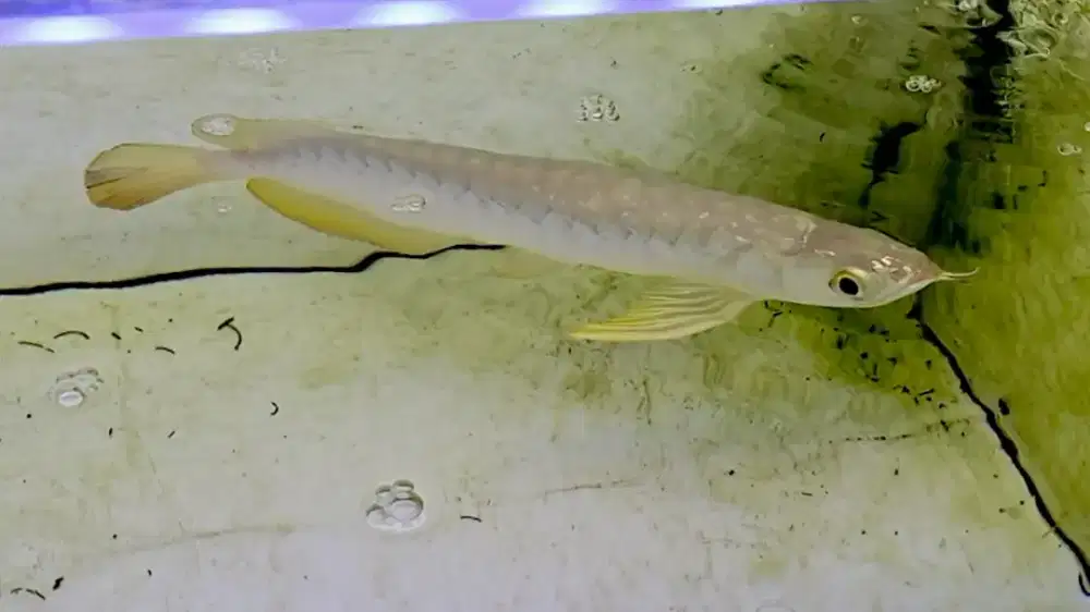Ikan arwana crossback golden 24k gold head arowana malaysia