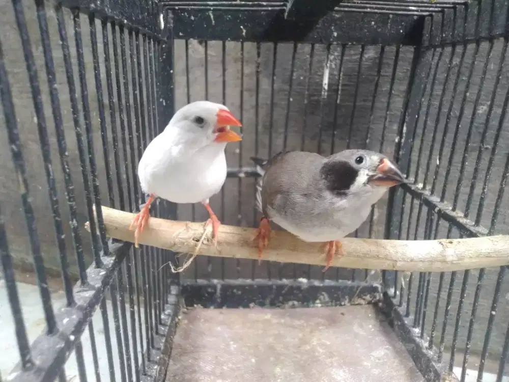Zebra finch sepasang
