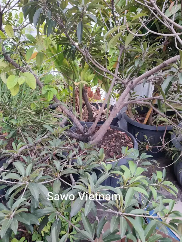 Tabulampot Sawo, Mangga, Buah Tin, dll