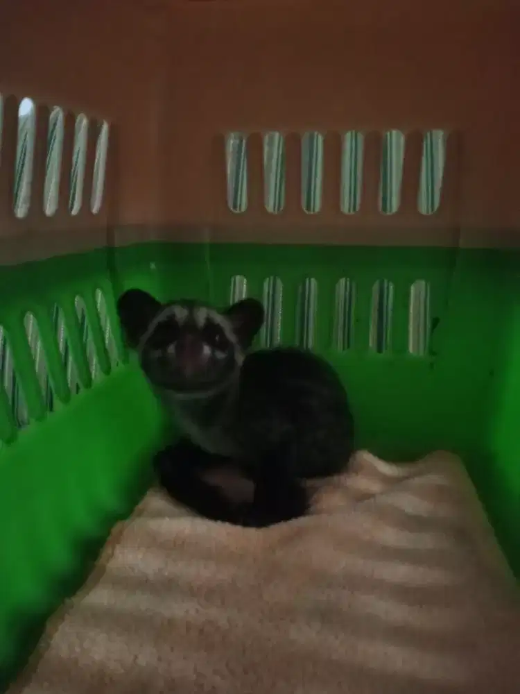 Musang Pandan wangi