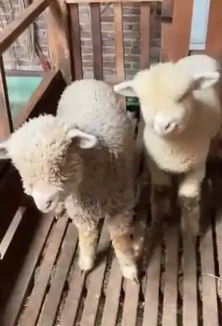 4 ekor cempe anakan domba merino super 4 bln 1 jantan 3 betina rawatan