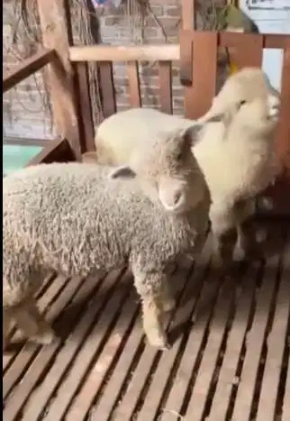 4 ekor bibit anakan domba merino super 4 bln 1 jantan 3 betina rawatan