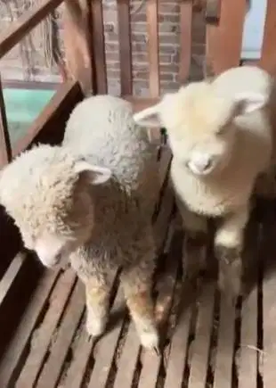 4 ekor cempe bibit domba merino 4 bln 1 jantan 3 betina lepas sapih ok